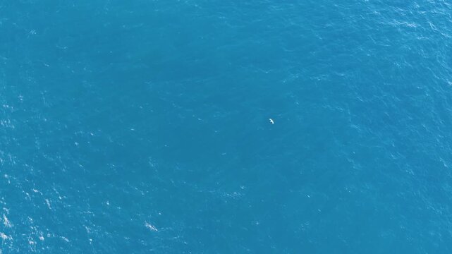 Aerial View of Seagull Flying Over Turquoise Pacific Ocean Water