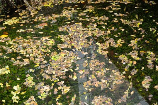 日本高知市の水面下模様公園の紅葉
