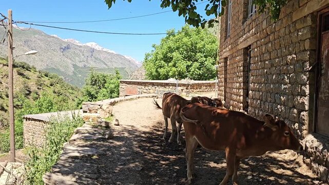 Three calves gather on a dirt path beside a rustic stone house, framed by leafy trees, a low stone wall and distant snow-capped peaks under clear spring sky.
📍 AbbasAbad, Hawraman Takht, Kurdistan 