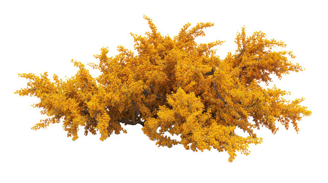 Bright golden yellow dried seaweed cluster with intricate natural texture and organic shape