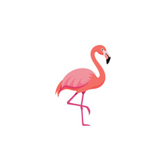Obraz premium Pink flamingo vector illustration standing on one leg isolated on white background