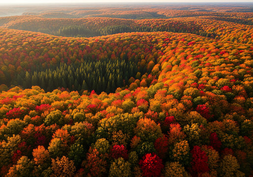 Aerial view of vibrant autumn forest at sunset with colorful trees and warm sunlight