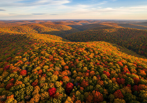Aerial view of vibrant autumn forest at sunset with colorful trees and warm sunlight