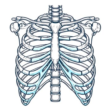 Intricate black and white ribcage anatomical drawing.
