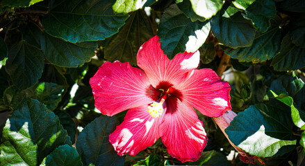 Vibrant Red Hibiscus Flower in Full Bloom Close-Up © Travel Buddy