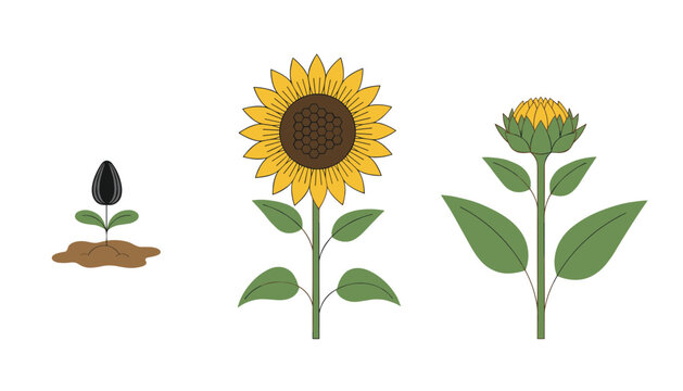 Sunflower growth life cycle from seed to full bloom