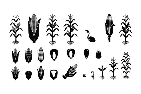 Corn growth cycle vector icons, black silhouette maize plant life stages, agricultural corn cob and seed elements for farming infographics