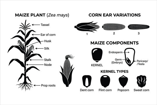 Maize plant botanical diagram with corn ear variations and kernel types, educational biology vector set, zea mays anatomy infographic