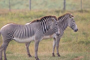 Grevy's zebra at a local zoo © Matt