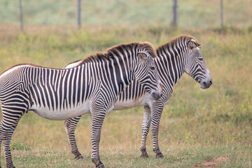 Grevy's zebra at a local zoo © Matt
