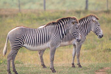 Grevy's zebra at a local zoo © Matt