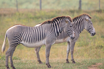 Grevy's zebra at a local zoo © Matt