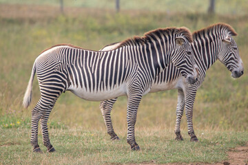 Grevy's zebra at a local zoo © Matt