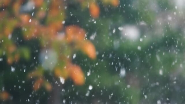 Watch heavy snow falling over colorful autumn leaves, creating a unique transition from fall to winter. Perfect seasonal video background.