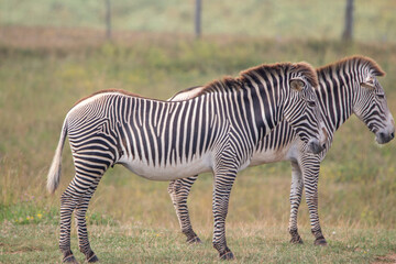 Grevy's zebra at a local zoo © Matt