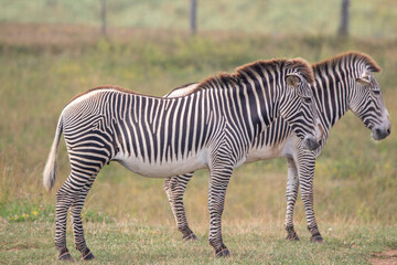 Grevy's zebra at a local zoo © Matt