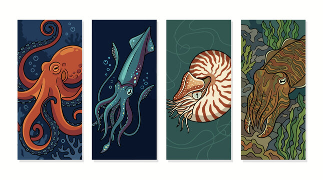 Set of four detailed illustrations featuring various marine cephalopods.