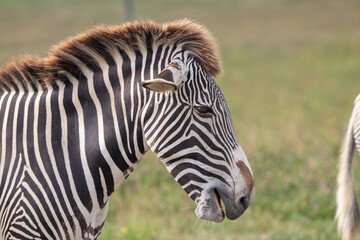 Grevy's zebra at a local zoo © Matt