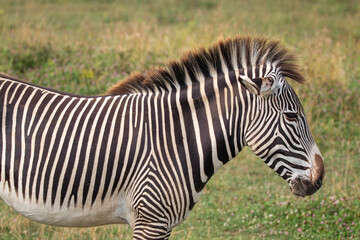 Grevy's zebra at a local zoo © Matt