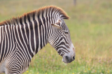 Grevy's zebra at a local zoo © Matt