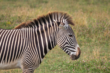 Grevy's zebra at a local zoo © Matt
