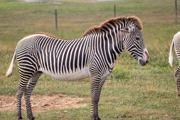 Grevy's zebra at a local zoo © Matt