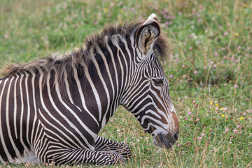 Grevy's zebra at a local zoo © Matt