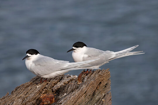 White-fronted Terns