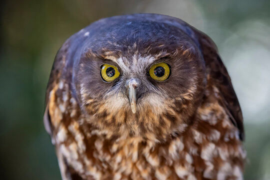 Captive New Zealand Morepork Owl