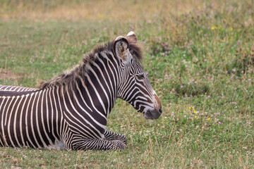Grevy's zebra at a local zoo © Matt
