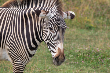 Grevy's zebra at a local zoo © Matt
