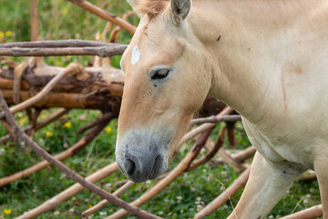 Naklejka premium A Przewalski's Wild Horse at a local zoo
