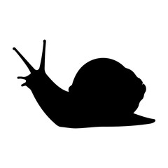 Silhouette of a Snail with Spiral Shell on Surface.