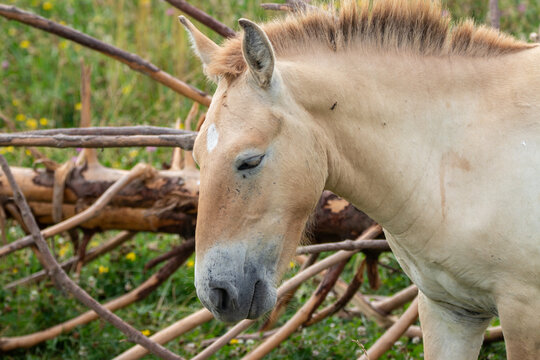 A Przewalski's Wild Horse at a local zoo