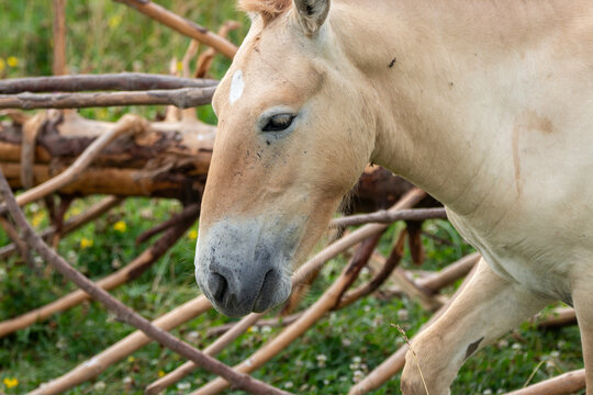 A Przewalski's Wild Horse at a local zoo