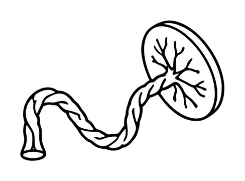 Hand drawn vector icon illustration of an umbilical cord attached to placenta with branching vein network, simple black outline medical anatomical graphic