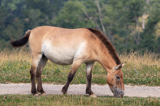 A Przewalski's Wild Horse at a local zoo