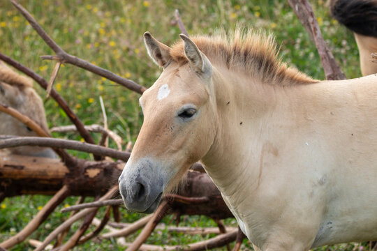 A Przewalski's Wild Horse at a local zoo