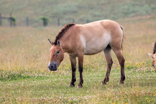 A Przewalski's Wild Horse at a local zoo