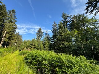 Fototapeta premium Mixed forest in the Black Forest National Park or mixed trees of the Black Forest, Germany - Mischwald im Nationalpark Schwarzwald oder Mischwälder des Schwarzwaldes, Deutschland