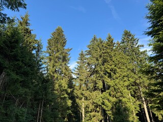 Fototapeta premium Mixed forest in the Black Forest National Park or mixed trees of the Black Forest, Germany - Mischwald im Nationalpark Schwarzwald oder Mischwälder des Schwarzwaldes, Deutschland