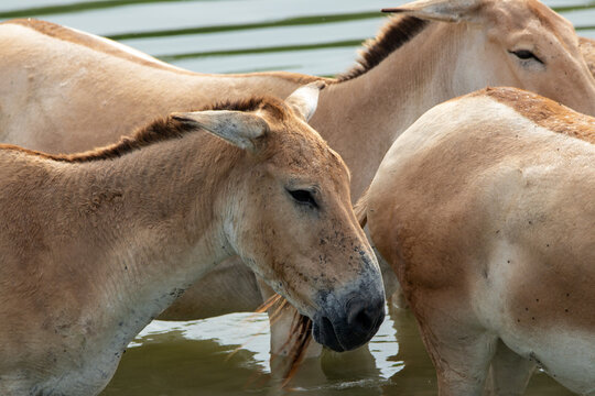 Persian Onager at a local zoo