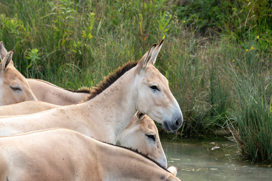 Persian Onager at a local zoo