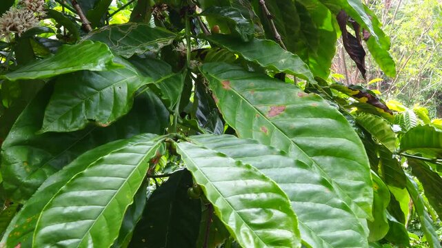 Close-up of coffee plant with green leaves and young berries swaying in the wind, showing early fruit development on a farm.