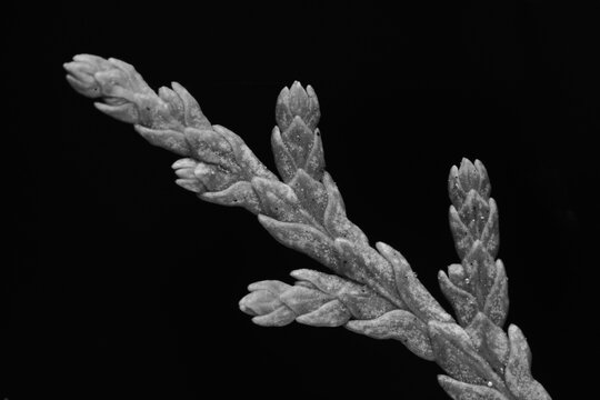 High-magnification macro photos of cypress leaves
