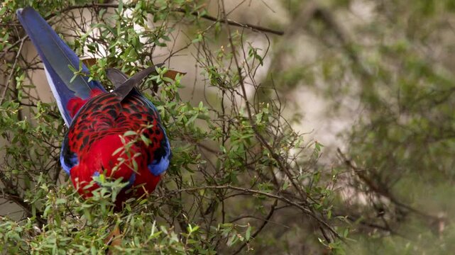 Crimson Rosella Parrot Foraging in Green Foliage