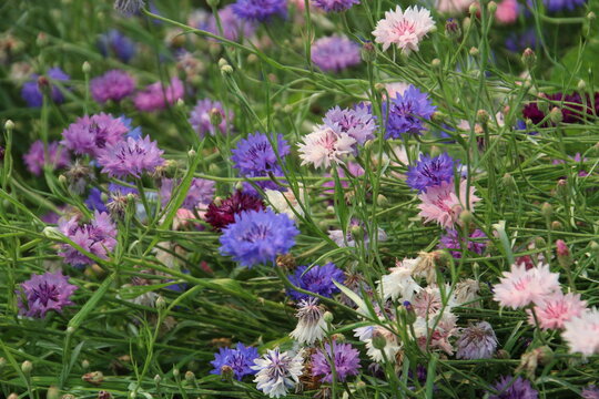 purple flowers in the field