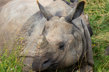 Greater One-horned Rhino at a local zoo © Matt