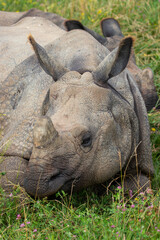 Greater One-horned Rhino at a local zoo © Matt