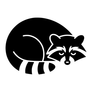 Sleeping Raccoon
